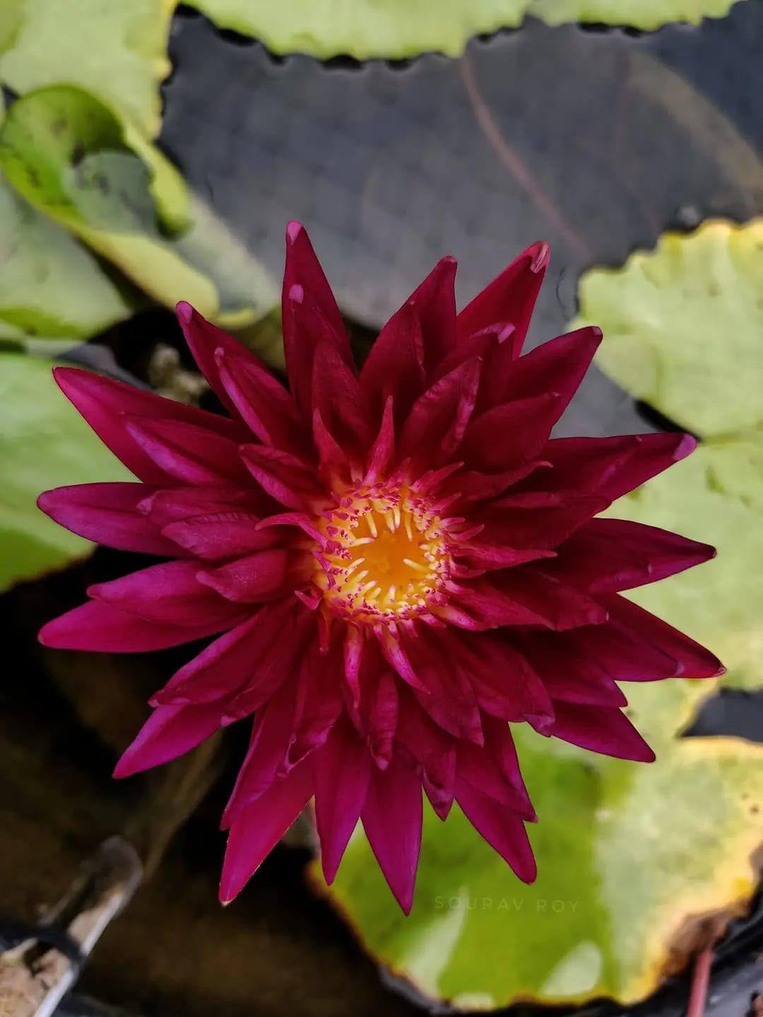 Floating Water Lily Bulb for Aquarium - pack of 1 | Water Lily Bulb-image-30