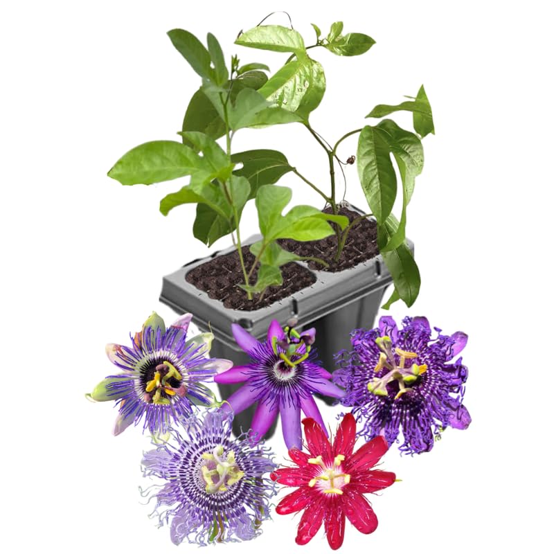 Pack 2 Passion Flower Plants Live, Passiflora Vine Well-Rooted, 5-7 Inch Tall Climbing Vine for Garden Trellises and Fences, No Pot (Mix Passion Flower)