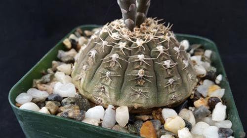 Miniatura 6 de Gymnocalycium ragonesii Cactus suculentas plantas vivas reales