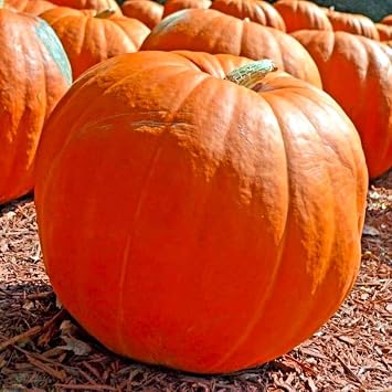 Seeds Pumpkin Big Max 20+ Seeds to Grow Massive Size Pumpkin