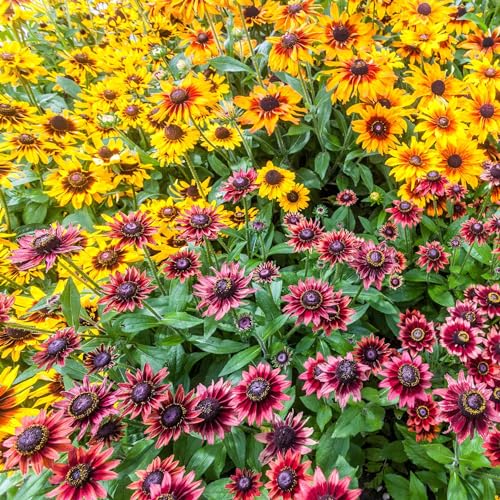 Eden Brothers Black Eyed Susan Seeds - Cherry Brandy Eden Brothers Black Eyed Susan Seeds - Cherry Brandy