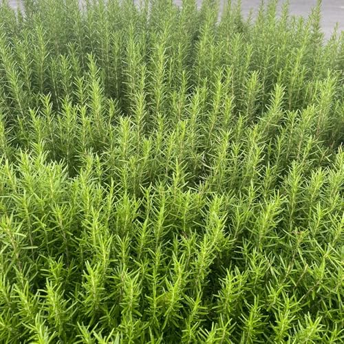 RosmarinSamen, geschenke für gartenfreunde hochbeet alte sorten balkonpflanzen kräutersamen kräutergarten gartenkräuter exotische nachhaltige produkte 500pcs