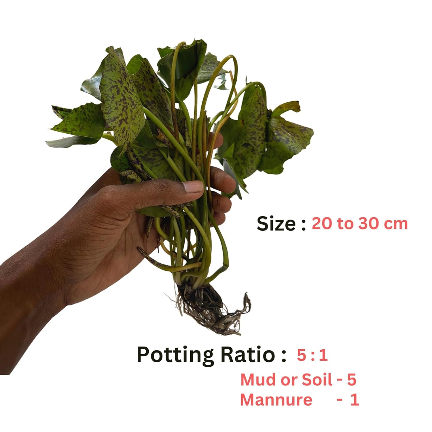 Ruckkuz - Waterlily Live Plant (Peach) | Indoor | Outdoor | Aquatic Plant Live Plant 1
