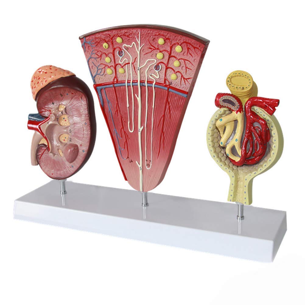 Buy Human Kidney Model,Model Glomerular Model School Teaching Display