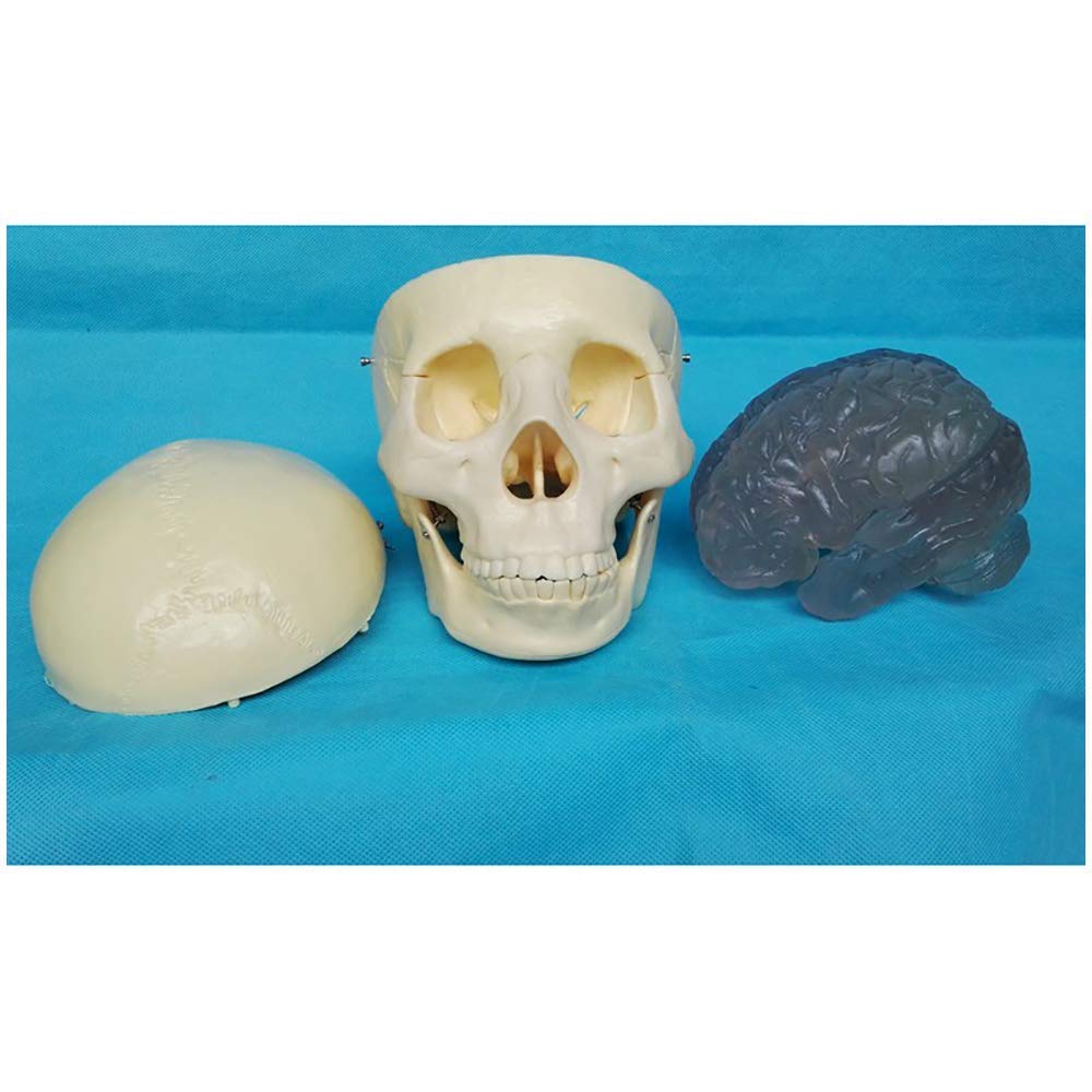 Model dydaktyczny, ludzka czaszka z mózgiem Model anatomiczny - anatomia medyczna Anatomiczny model czaszki ze zdejmowaną czapką czaszki - Materiał PVC - do nauki w klasie Wyświetlacz do nauki Model m