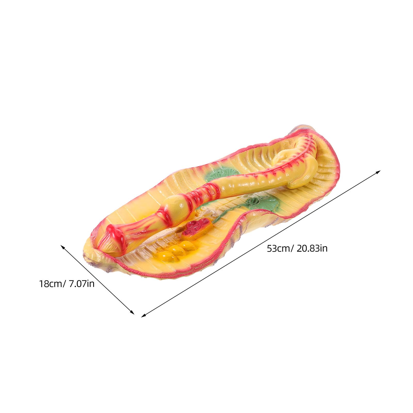 Modello di esemplare biologico: modello anatomico di lombrico, strumento didattico ingrandito per il laboratorio di biologia, accessorio per l'insegnamento in classe.