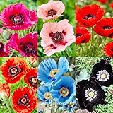 1010+ Perennial Mixed Poppy Flower Seeds for Planting Outdoors-Poppy Seeds Attracts Bees&Butterflies Fragrant Butterfly