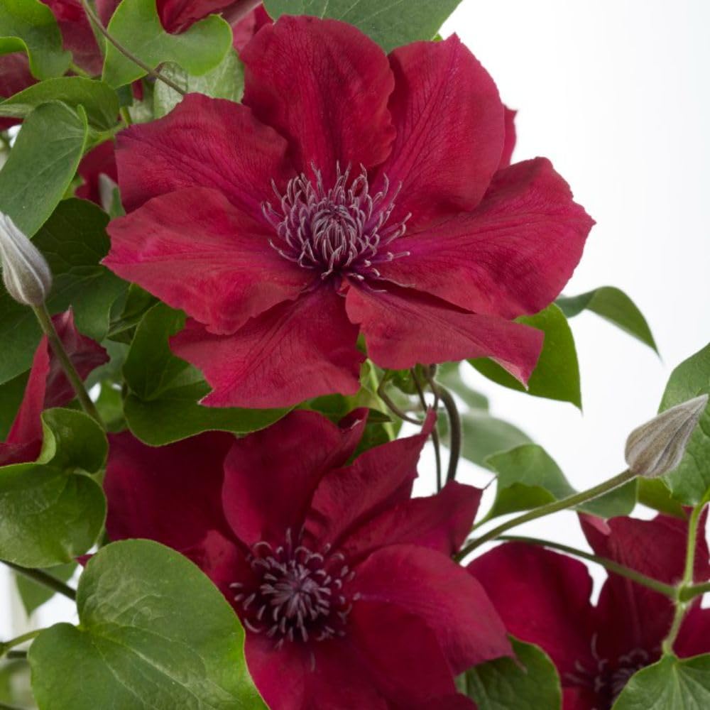 Clematis 'Nubia' - Compact Hardy Shrub with Striking Ruby Red Flowers, Ideal for Containers and Low Walls – 1x 3 Litre Potted Plant by Thompson & Morgan
