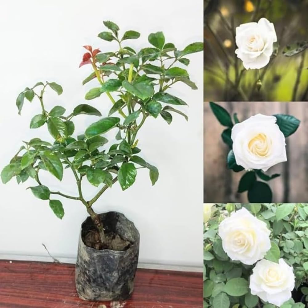 Ourplant Real Live Desi White Rose Gulaab Flora Plant for Garden Live Plant with 4 Inches Black Pot All Season Flowering Plant-image-46