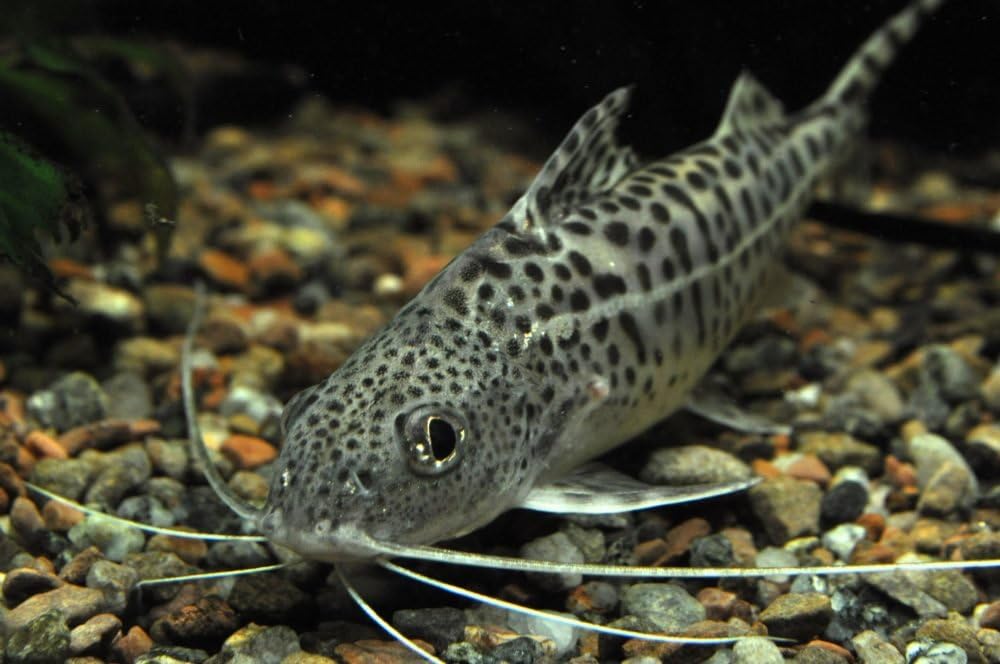Live Freshwater Aquarium Fish - 2-3" Pictus Catfish - Populate Your Fish Tank!