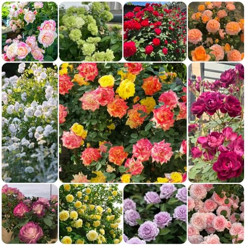 Semillas de rosal, arbustos de rápido crecimiento jardín rocas resistentes invernaderos balcón semillas jardín arbustos en 450pcs