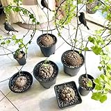20 piezas Semillas de plantas de Dioscorea Elephantipes - semillas de cama elevada de regalo de jardín las plantas de interior requieren poca luz semillas plantas raras semillas