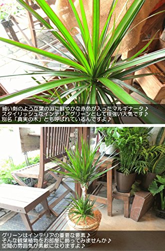 Amazon｜ドラセナ コンシンネ マルギナータ（真実の木）6号鉢サイズ