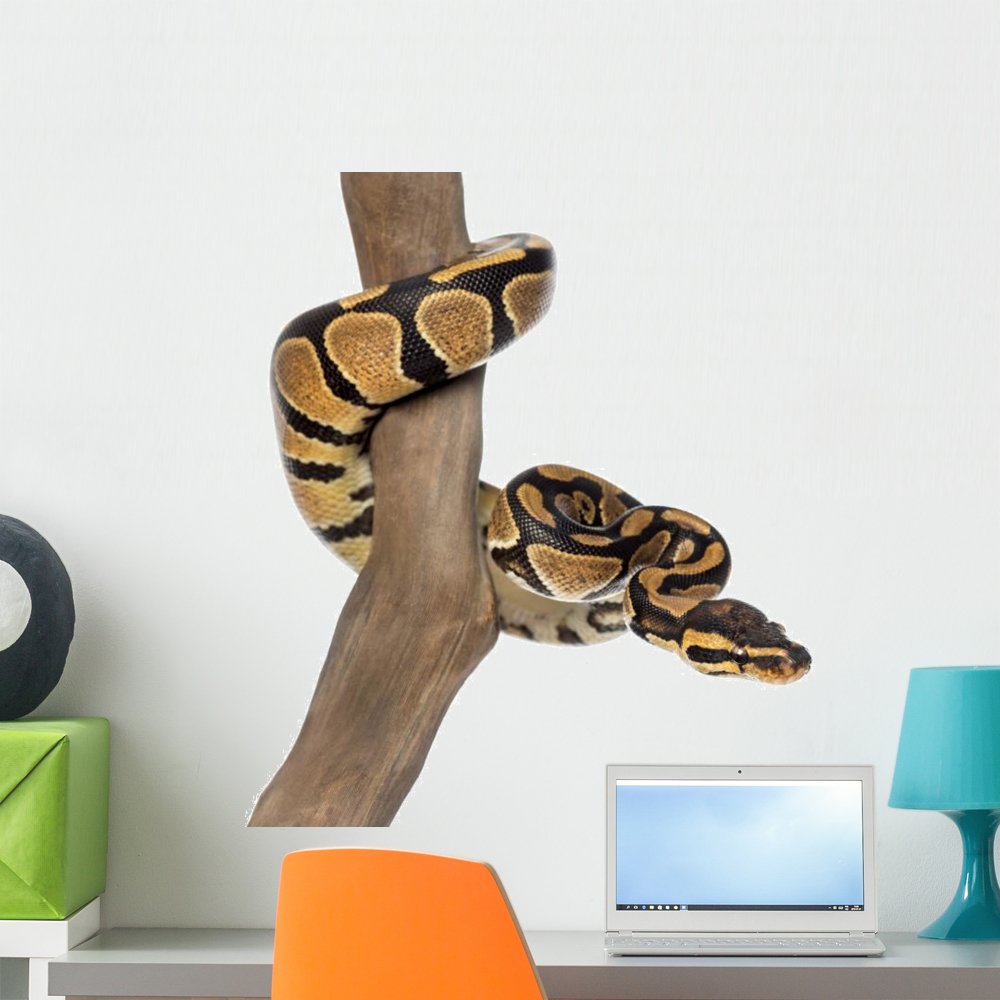 手描きパネル Amazon.co.jp: Wallmonkeys WM70005 Royal Python on a Branch Peel