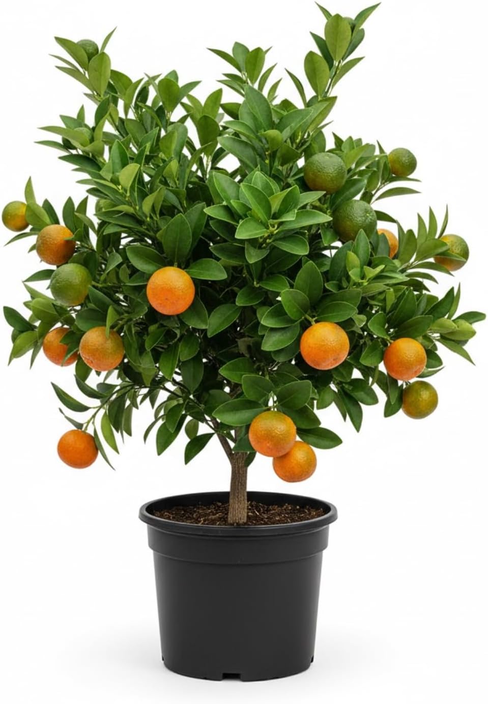 Calamansi Tree Live Plant, Sour Citrus Tree for Outdoor Planting, Calamondin Tropical Plant 5 Ft Tall in 5 Gallon Pot