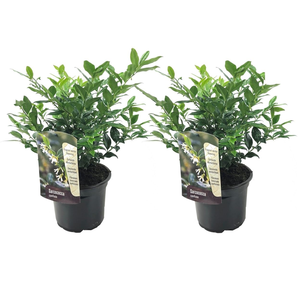 Plant in a Box -Sarcococca Confusa - Set de 2 - Meatberry - Fleurs blanches en hiver - Plante de jardin - Sarcocoque - Pot 17cm - Hauteur 30-40cm