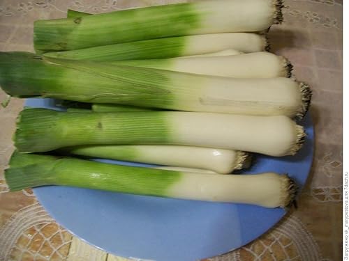 Miniatura 2 de Semillas Puerro Otoño Gigante - Orgánico