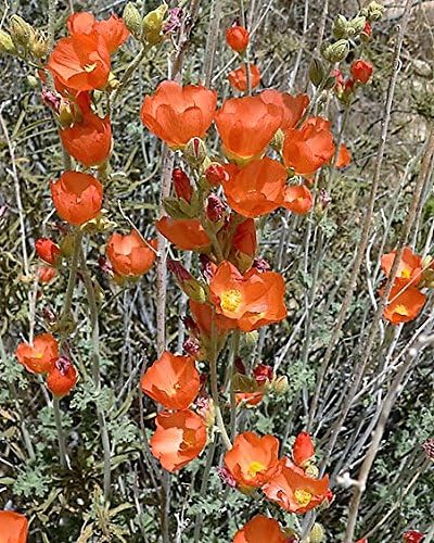 20 Apricot Desert GLOBEMALLOW Mallow Sphaeralcea Ambigua Flower Seeds