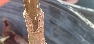 Review Image by Ricky Ricky