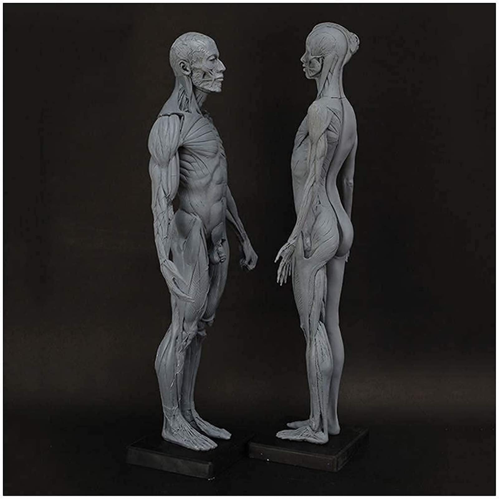Figura Anatomica Femminile E Maschile Corpo Umano Modello Anatomico Muscoloscheletrico Umano Anatomico Muscolare Modell