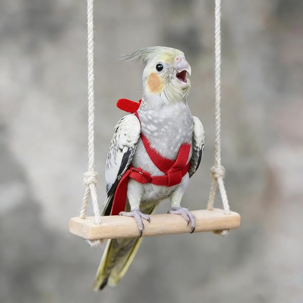 Harnais réglable pour Perroquet Laisse pour Animal Domestique Corde Anti-Morsure Sangle élastique pour Oiseaux perroquets cacatoès aras - 5
