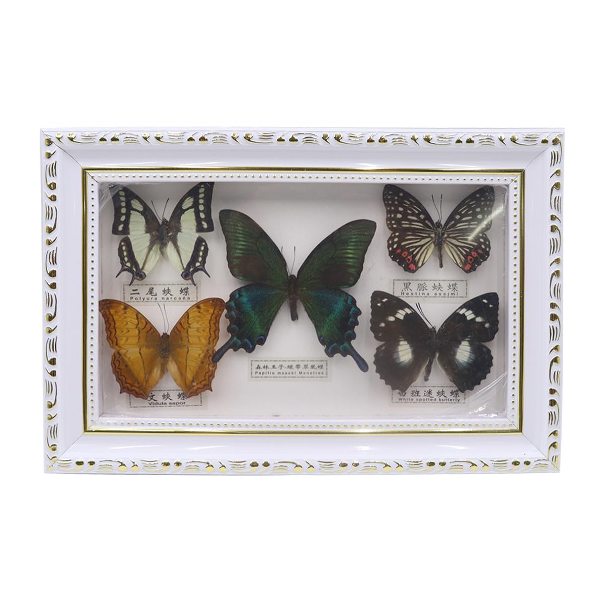 Riven Butterfly Framed, 5 Piece Butterfly Specimen Display with White Frame Taxidermy Home for Birthday Gifts