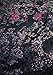 The Mume and the Flowering Cherry
