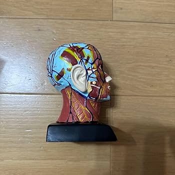 頭部解剖模型 約30cm Amazon.co.jp: 人体模型技術-11インチ（30センチ）人体解剖図