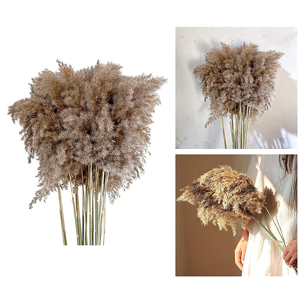 Pampas Grasses 10PCS Dried Reed Grass Creative Natural Photography decoration plant-picture-37