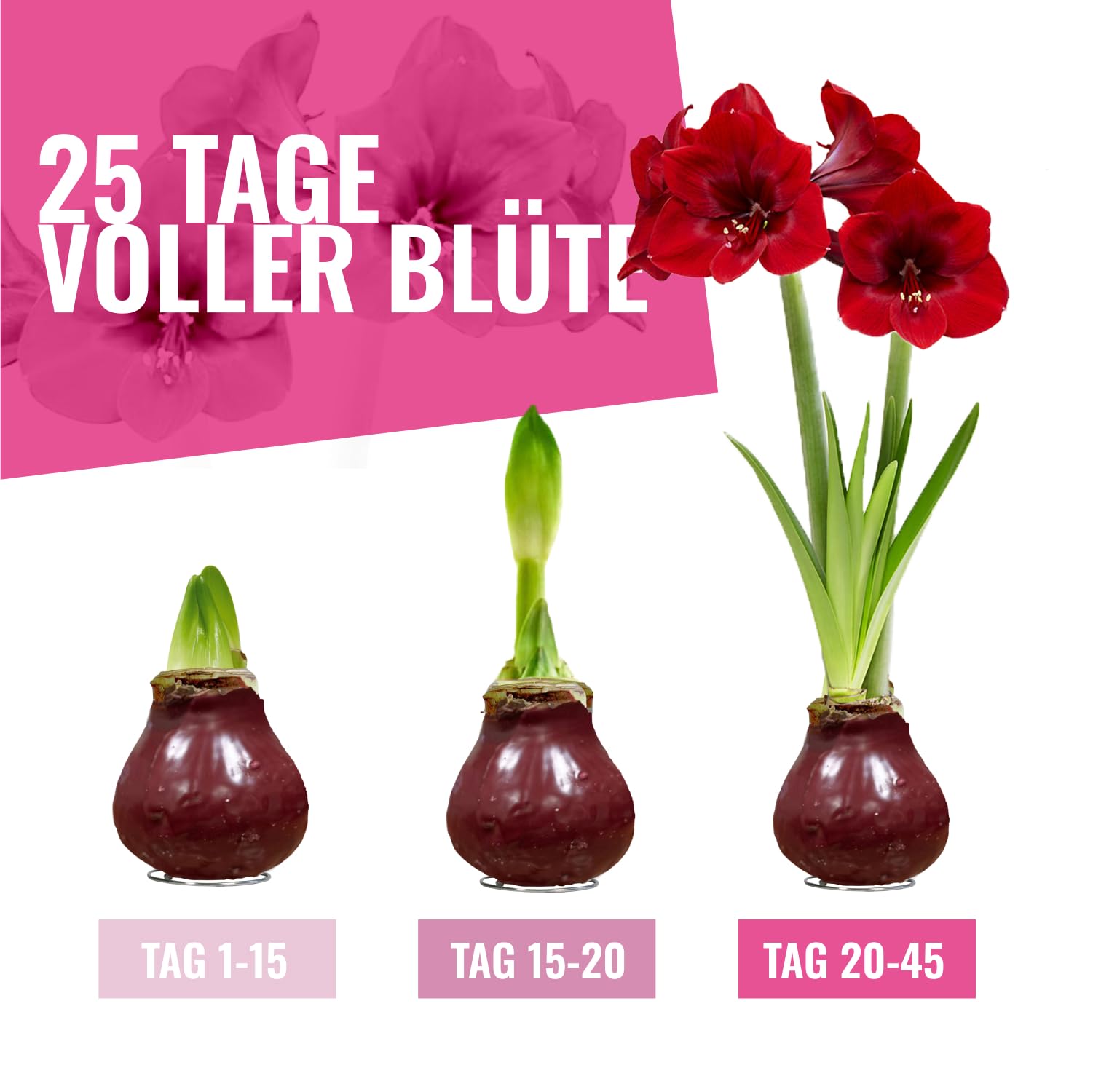 Cera Amaryllis cipolle rosso scuro – Ceramaryllis 28/30 grande formato | 2 pezzi | cerato/cera | senza versare | Esclusive piante da appartamento olandese – Hippeastrum (senza vetro, vaso e