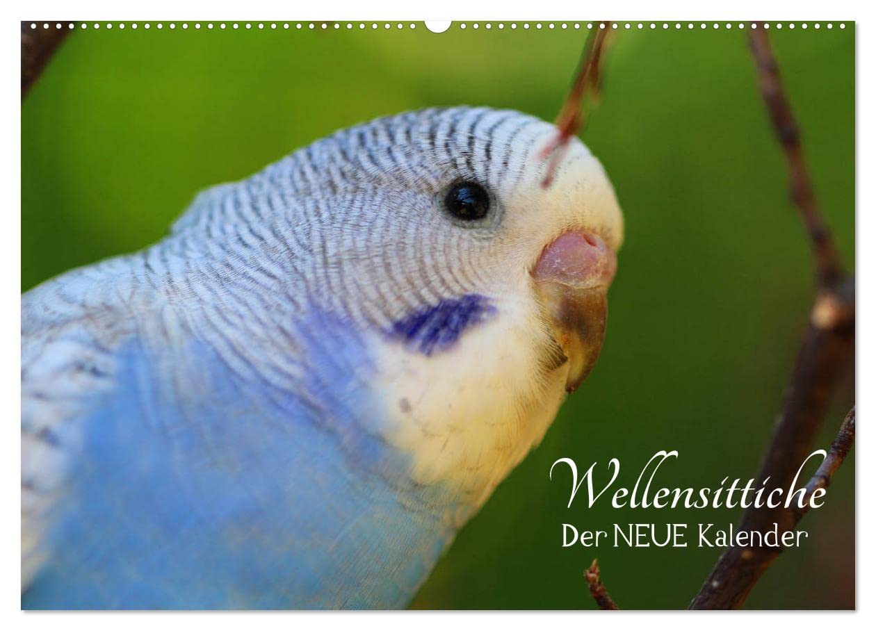 Wellensittiche - der NEUE Kalender (Wandkalender 2026 DIN A2 quer), CALVENDO Monatskalender: Ein prachtvolles Titelbild und zwölf herzergreifende ... zu einem wahren Hingucker! (CALVENDO Tiere)
