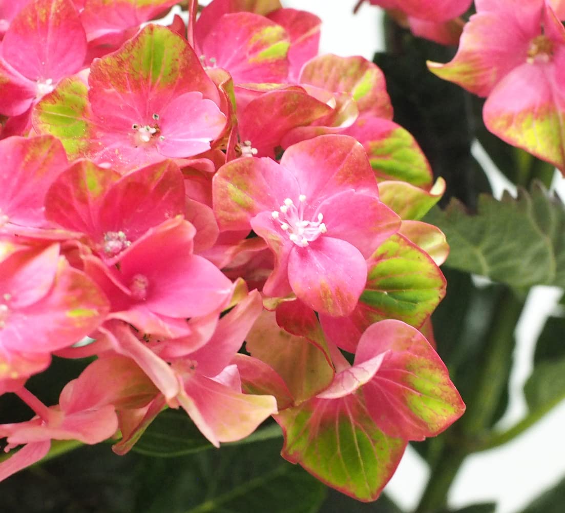 【⭐️ピン⭐️さま専用】　アカシア　栗百花　1000g 各1本 ⭐️ピン⭐️さま専用】 アカシア 栗百花 1000g 各1本