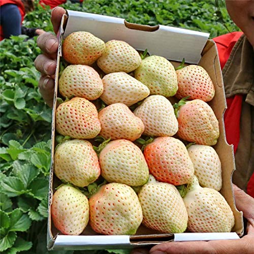 100+ White Soul Strawberry Seeds Fragaria Vesca Fruit Flower Berry #TOP3