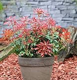 Schattenglöckchen Lavendelheide Mountain Fire 20-25cm - Pieris japonica