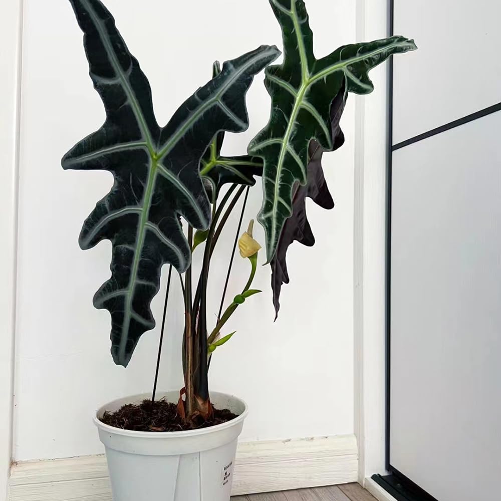 200 pcs elefantenohr pflanze samen - Alocasia - pflanzensamen  zimmerpflanzen (Alocasia macrorrhizos) winterharte kbelpflanzen  nachhaltige geschenke pflanzen winterhart drauen exotische : Amazon.de:  Garten