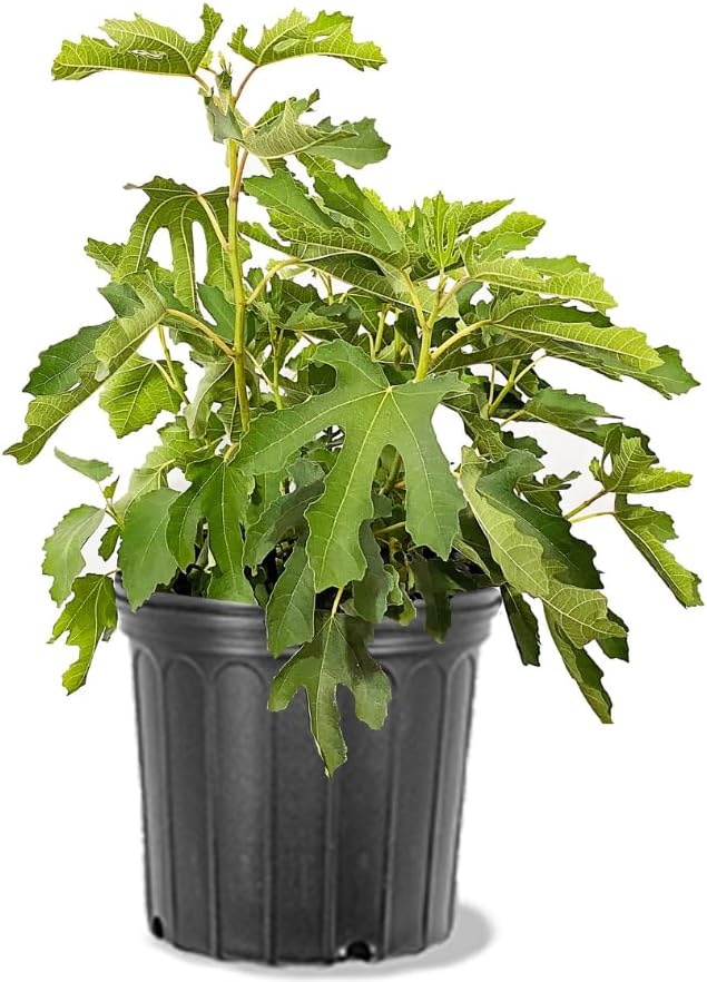 Generic Olympian Fig Tree, Cold Hardy, Award-Winning, Deciduous, Fruit Bearing, 5 gal, Nursery Pot, Green