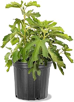 Olympian Fig Tree, Cold Hardy, Award-Winning, Deciduous, Fruit Bearing, 5 gal, Nursery Pot
