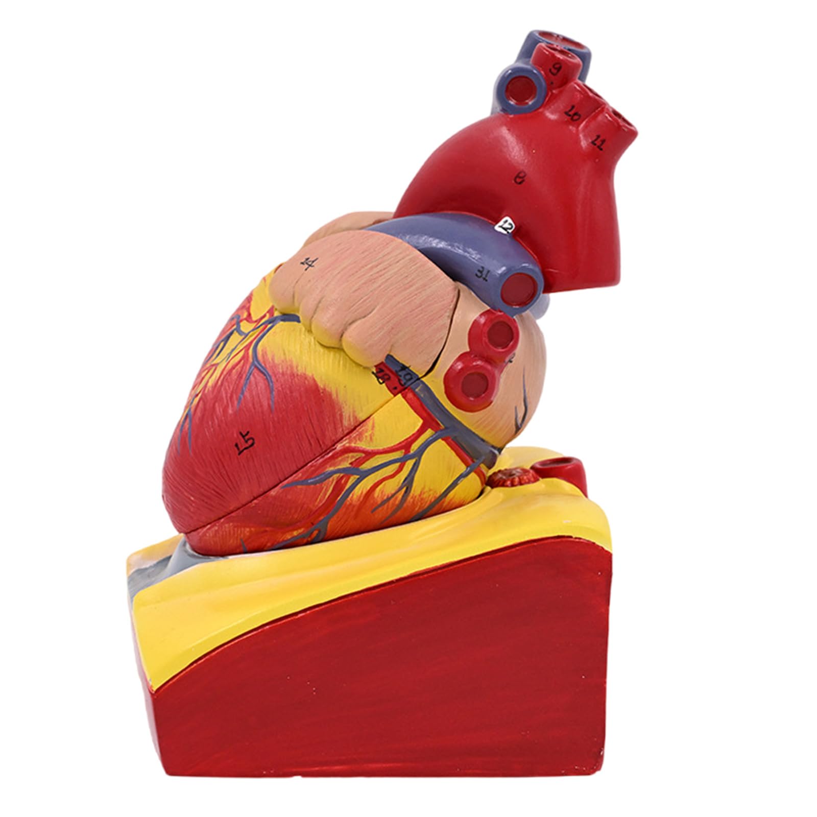 Herzmodell, menschliches Herz, anatomisches Modell, einfach zu bedienende medizinische Lehrhilfe, nummerierte medizinische Medizin, menschliche Anatomie für Labor, Lehrkrankenhaus
