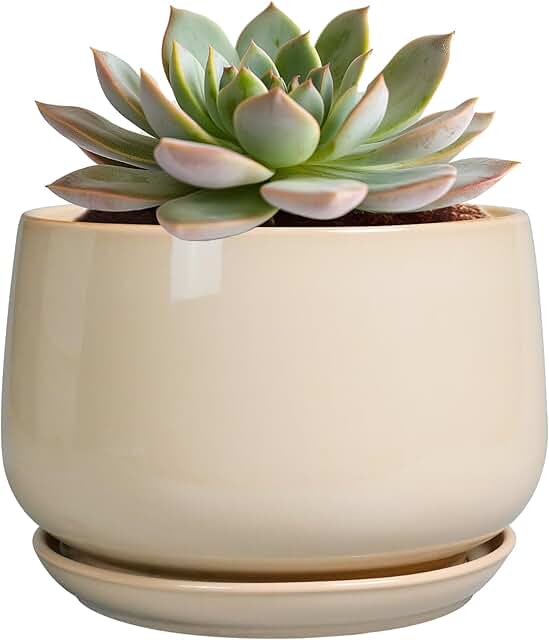 G EPGardening Ceramic Pot for Plants - 6 Inch Planter with Drainage and ...