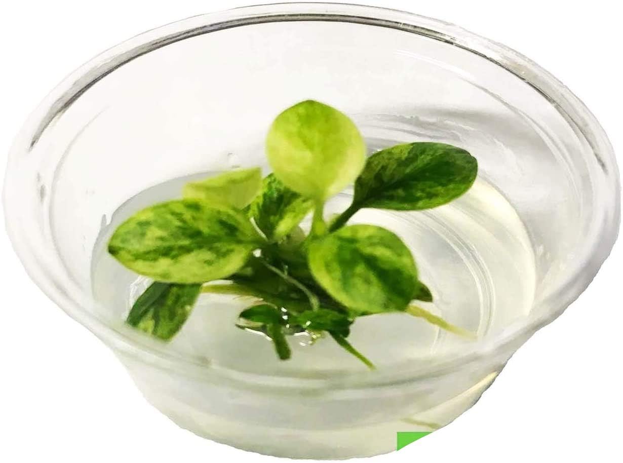 Anubias Nana White Marble Tissue Culture Cup Live Aquarium Plant Decorations BUY2GET1FREE