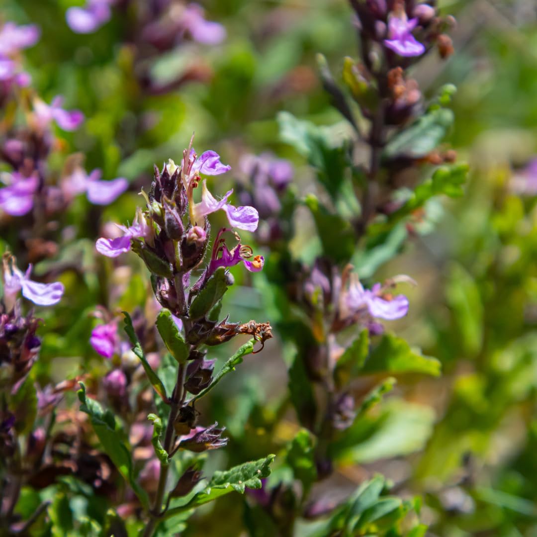 Teucrium Lucidrys con Foglie Lucide, per Siepi Basse, Verde, Set da 6