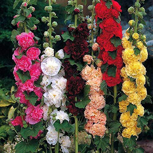 Hollyhock F1 Dwarf Flower Seeds - Mix Colour - 30 Seeds (B09DGRC9VK) Amazon Price History, Amazon Price Tracker