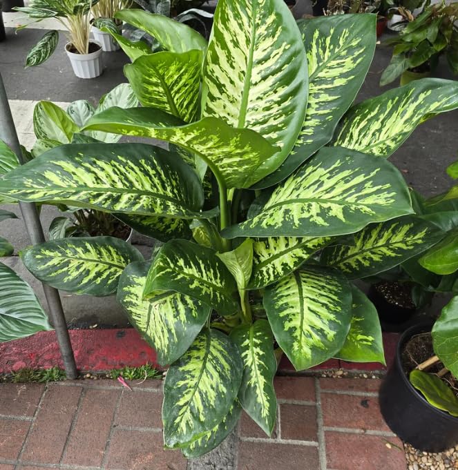 Amazon.com : Dieffenbachia Dumb Cane Indoor Plant, 3.5-4 ft Tall, Air  Purifying, 10 Inch Pot : Patio, Lawn & Garden