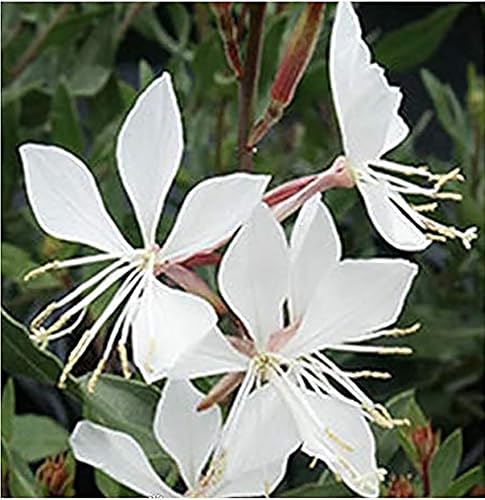 Miniatura 2 de Semillas Gaura - Perenne Esponjosa - Marde Ross & Company