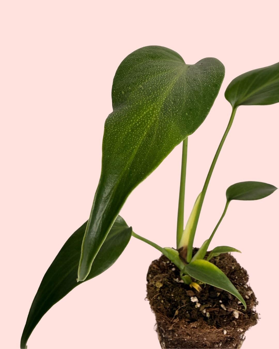 PUR PLANT Monstera Burle Marx M | Planta Natural De Interior Premium y Tropical | Compacta, Resistente y Decorativa | Maceta De Ø12 cm