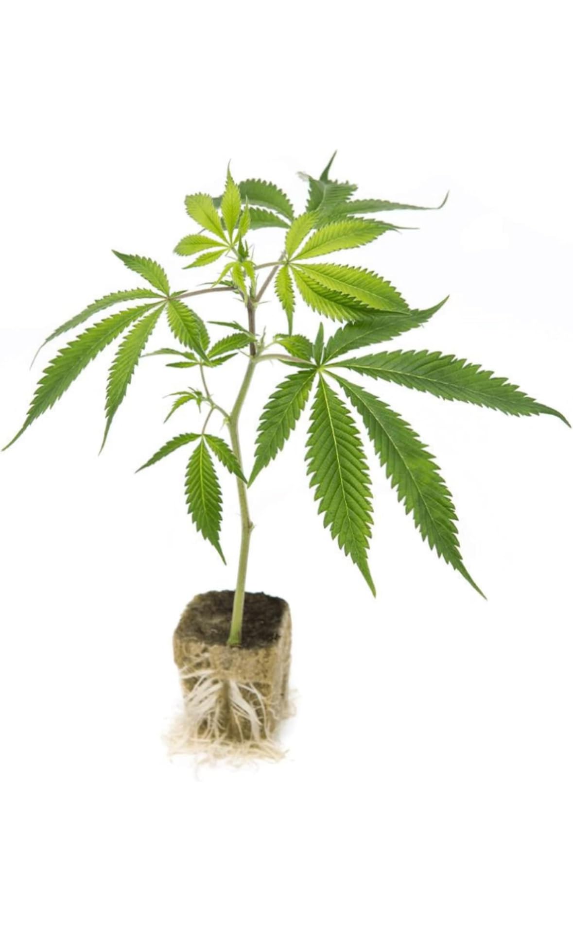 6 PIANTINE ORNAMENTALI DI CANNABIS SATIVA L. (VERE)