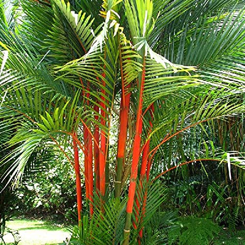 Aiden Gardens Palm Tree Live Plant Red Cyrtostachys Renda Seedling Thailand Ornamental Garden Lipstick Balcony 2 Live Palm Plant (B096QSFLKM) Amazon Price History, Amazon Price Tracker