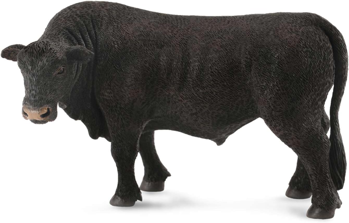 Black Angus Bull