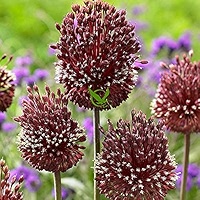 allium ☆ Chromosome-level genome assembly and improved annotation of