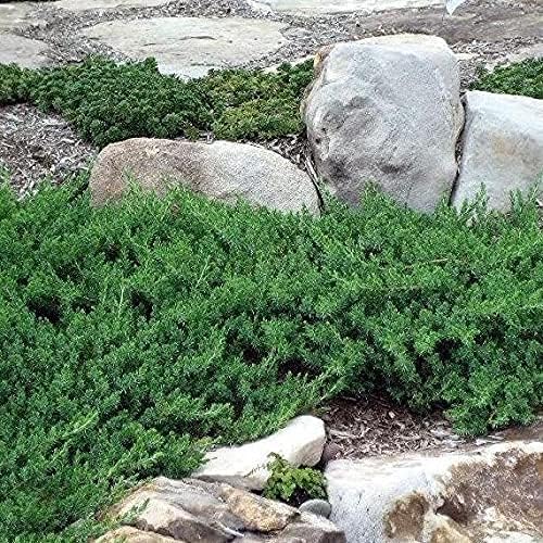 Miniatura 5 de Blue Pacific Shore Juniper  2 plantas vivas de tamaño galón  Juniperus Conferta  Evergreen resistente al frío tolerante a la sequía